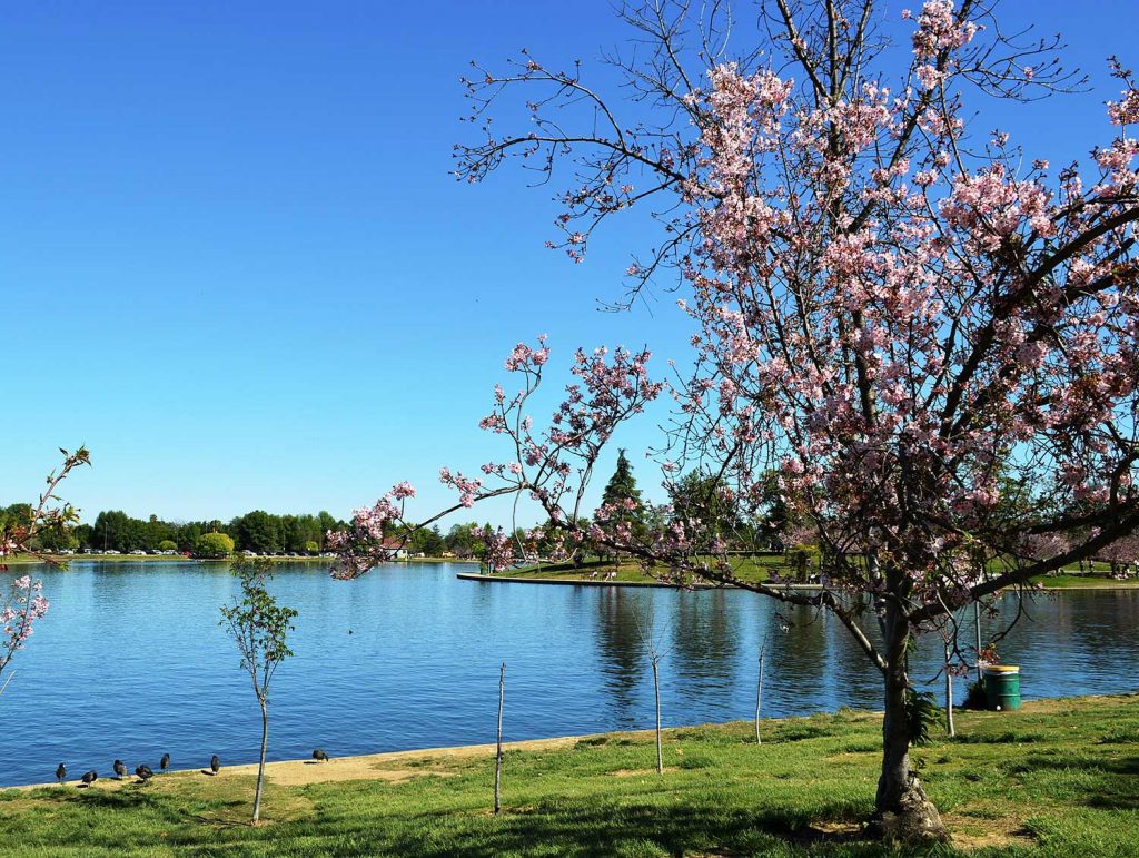 lake balboa picnic spot