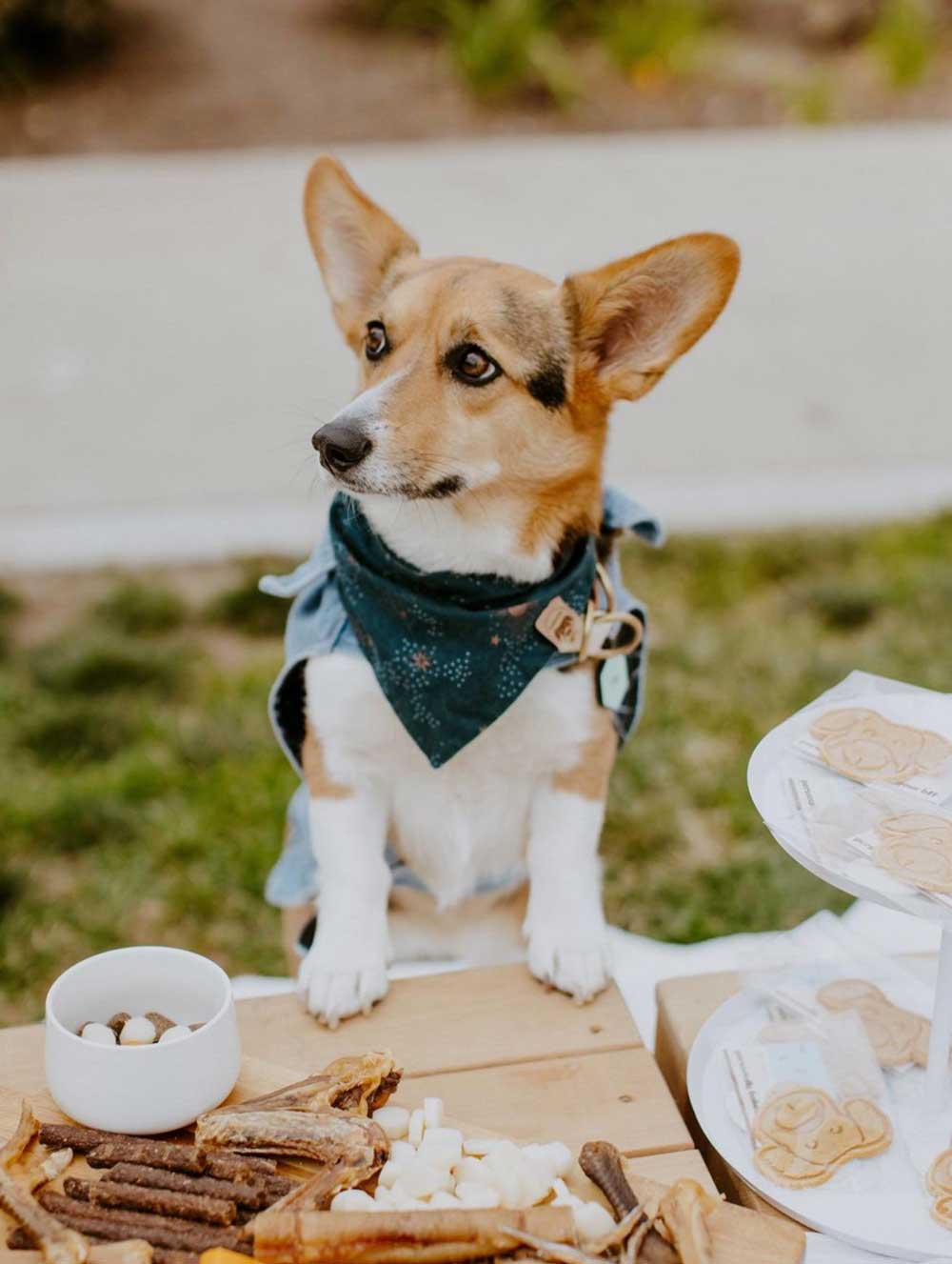 dog friendly picnics san diego