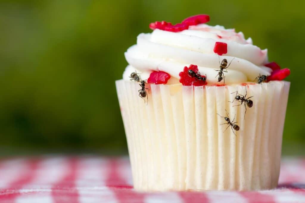 keep ants away at picnic